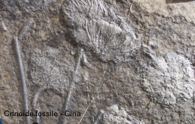 Crinoide fossile Cina